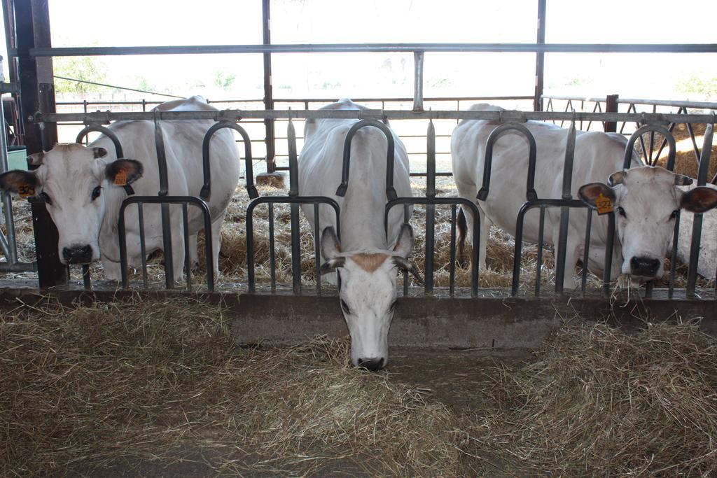 Agri Domus Lejlighed Guidonia Eksteriør billede